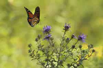 How Citizen Science and Remote Sensing Can Inform Time-Sensitive Policy Decisions for Endangered Species