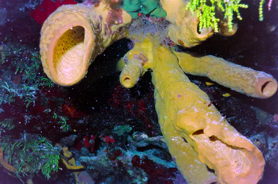 Primera Evaluación del Filo Porifera a Nivel Mediterráneo para la Lista Roja de la UICN